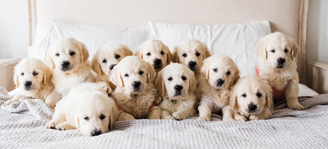 Hausordnung: Darf es ein Hund mehr sein? 